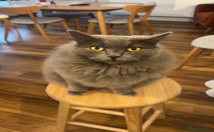 British Longhair cats - Advert 12