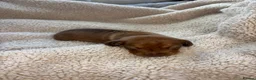 Miniature Dachshund dogs for sale: Miniature dachshunds long-haired - Advert 7