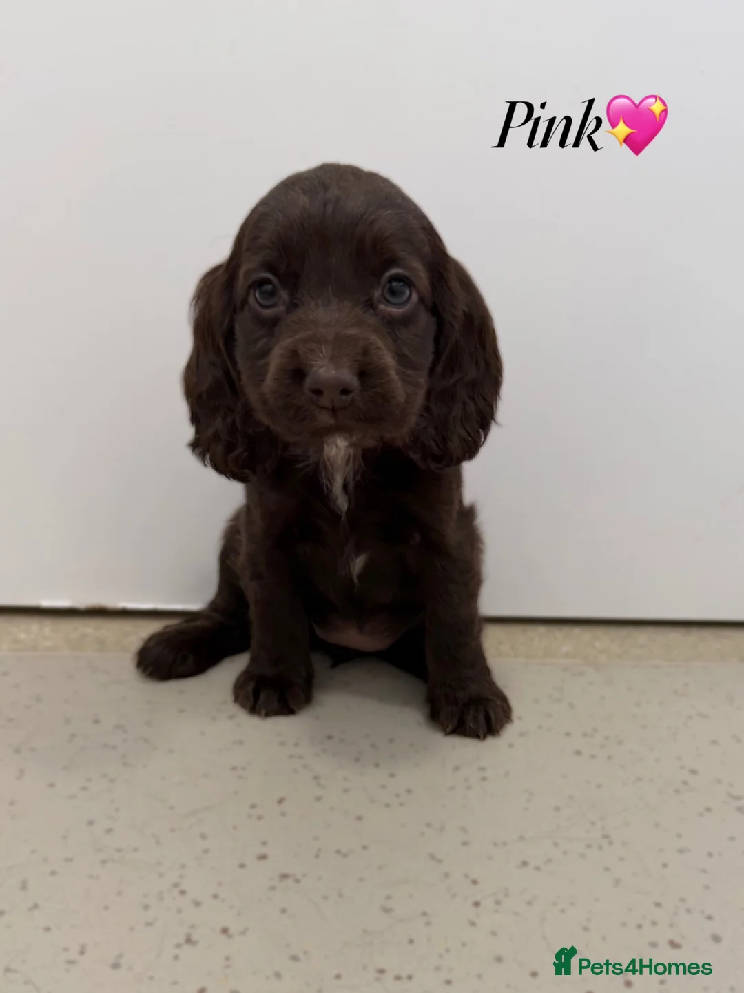 Cocker Spaniel dogs for sale: Beautiful cocker spaniel pups for sale! - Advert 2