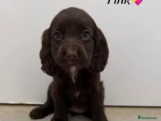Cocker Spaniel dogs Beautiful cocker spaniel pups for sale! - Advert 2