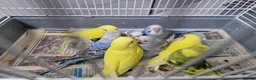 Budgerigars birds for sale: Super silly hand tamed baby budgie - Advert 9