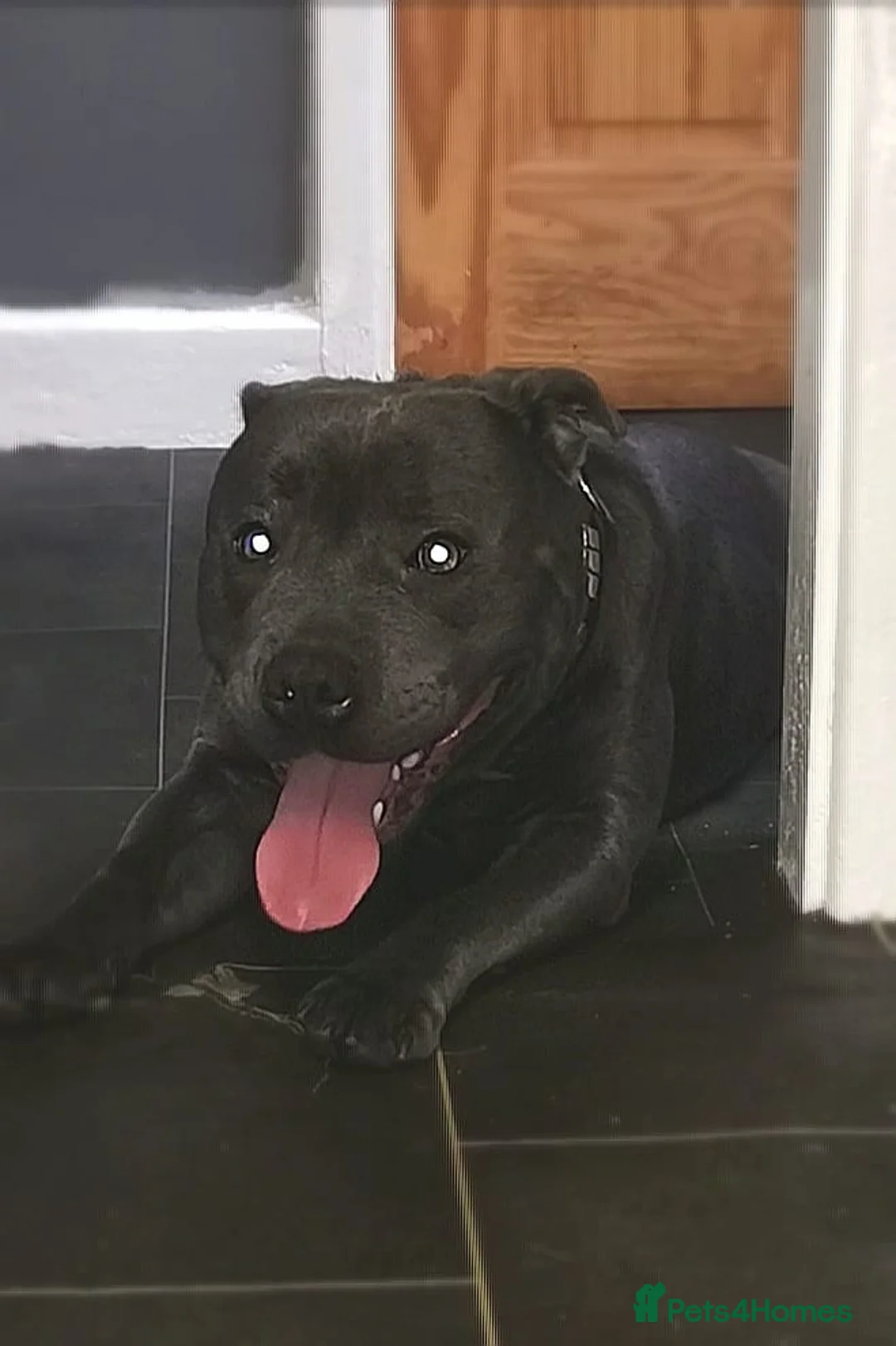 Staffordshire Bull Terrier dogs for stud: PROVEN STUD. ADONIS JUNIOR NOBLESTAFF!!! in Stoke-on-Trent - Advert 6