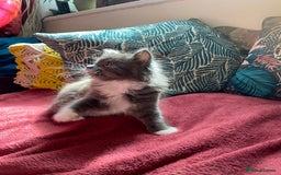 Mixed Breed cats for sale: Beautiful kittens  - Image 6