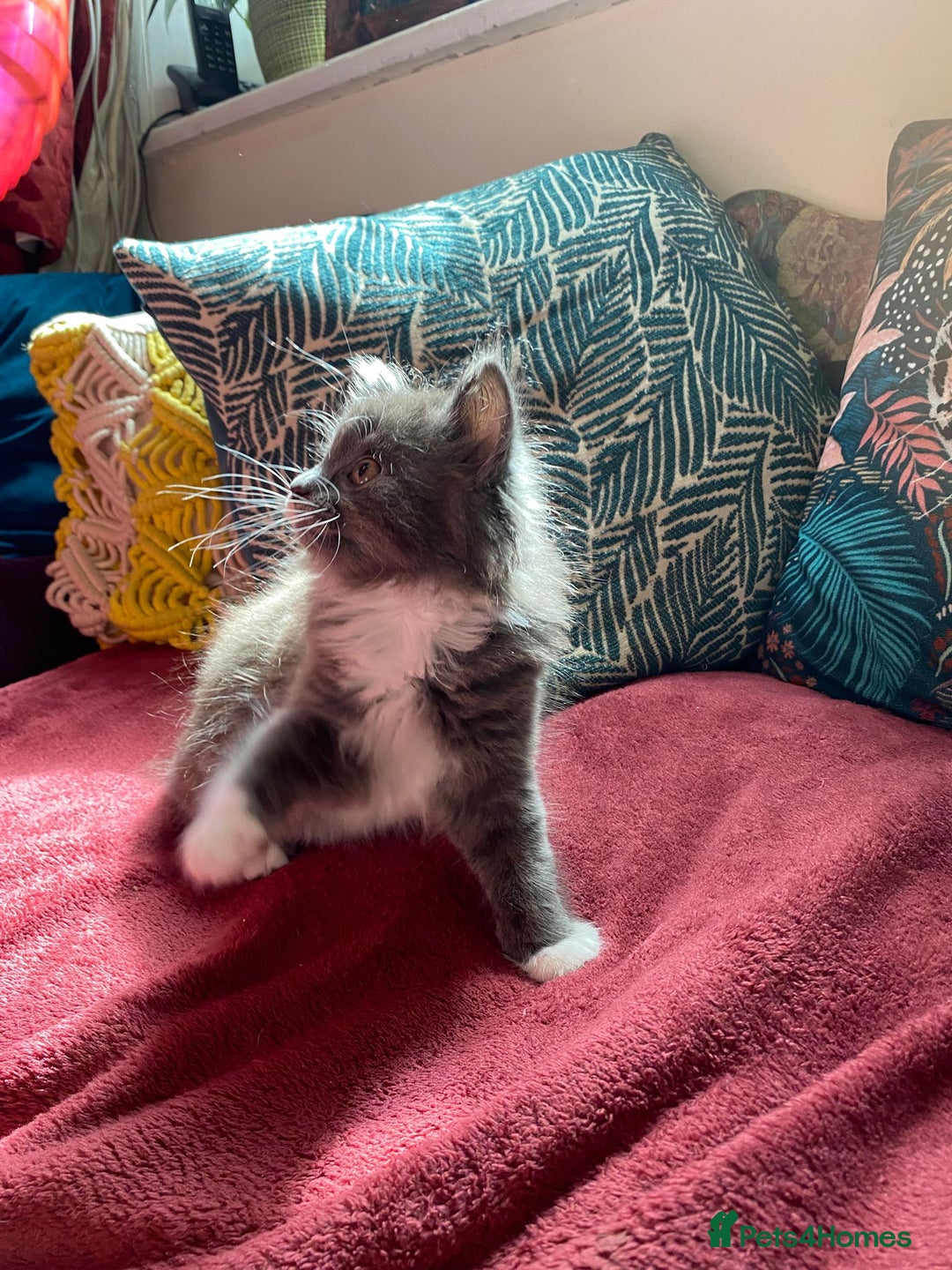 Mixed Breed cats for sale: Beautiful kittens  - Image 6