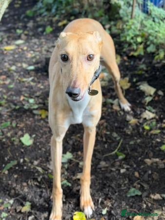 Lurcher dogs LENNOX, 2-year-old lurcher in rescue - Advert 13