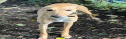 Lurcher dogs for adoption: LENNOX, 2-year-old lurcher in rescue - Advert 1