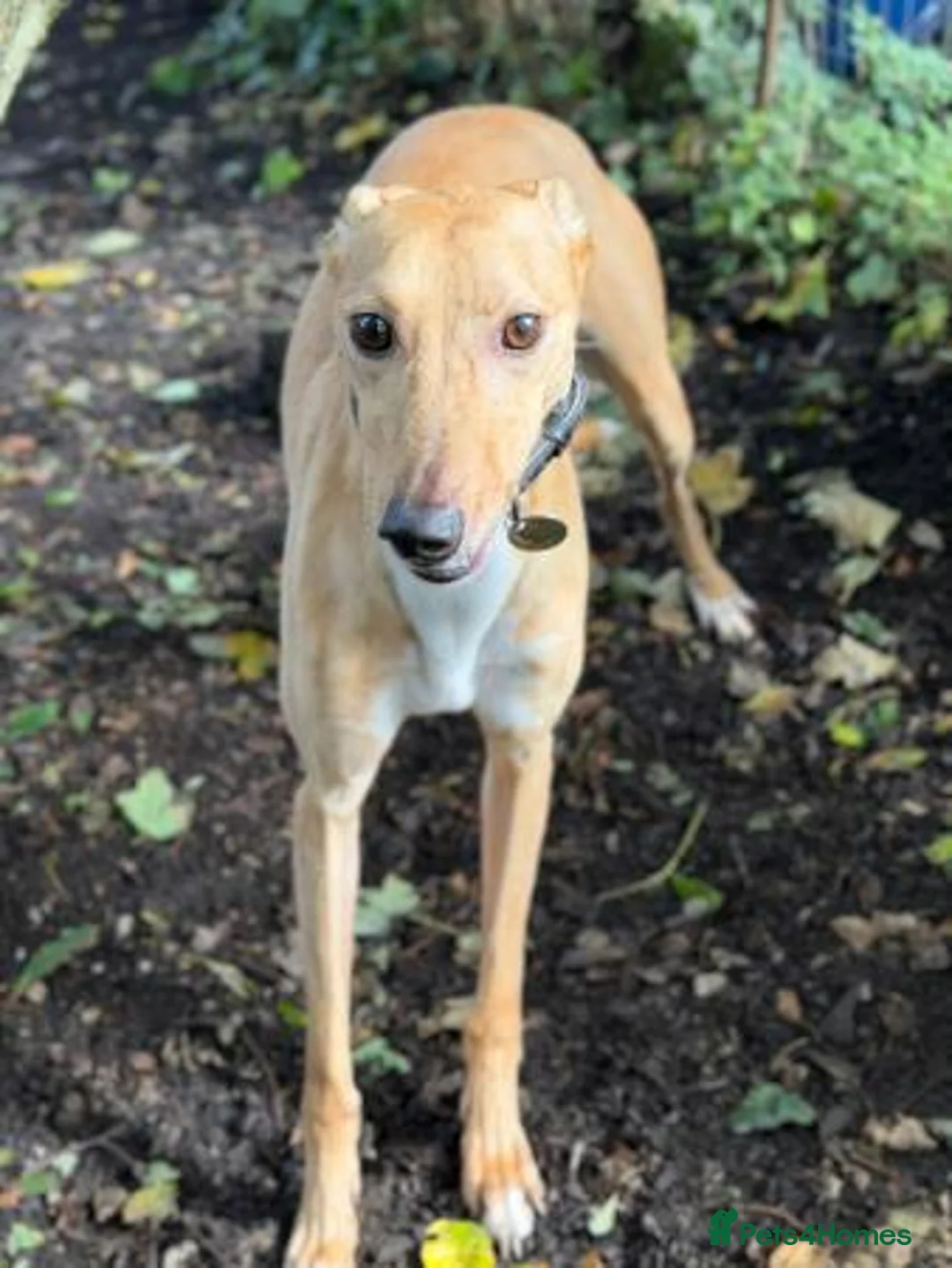 Lurcher dogs for adoption: LENNOX, 2-year-old lurcher in rescue - Advert 1