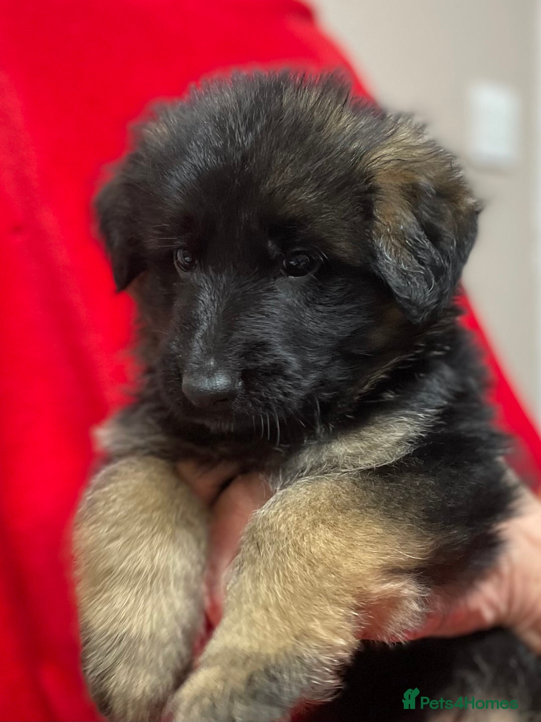 German Shepherd dogs for sale: Stunning longcoat German Shepherd puppies - Image 20