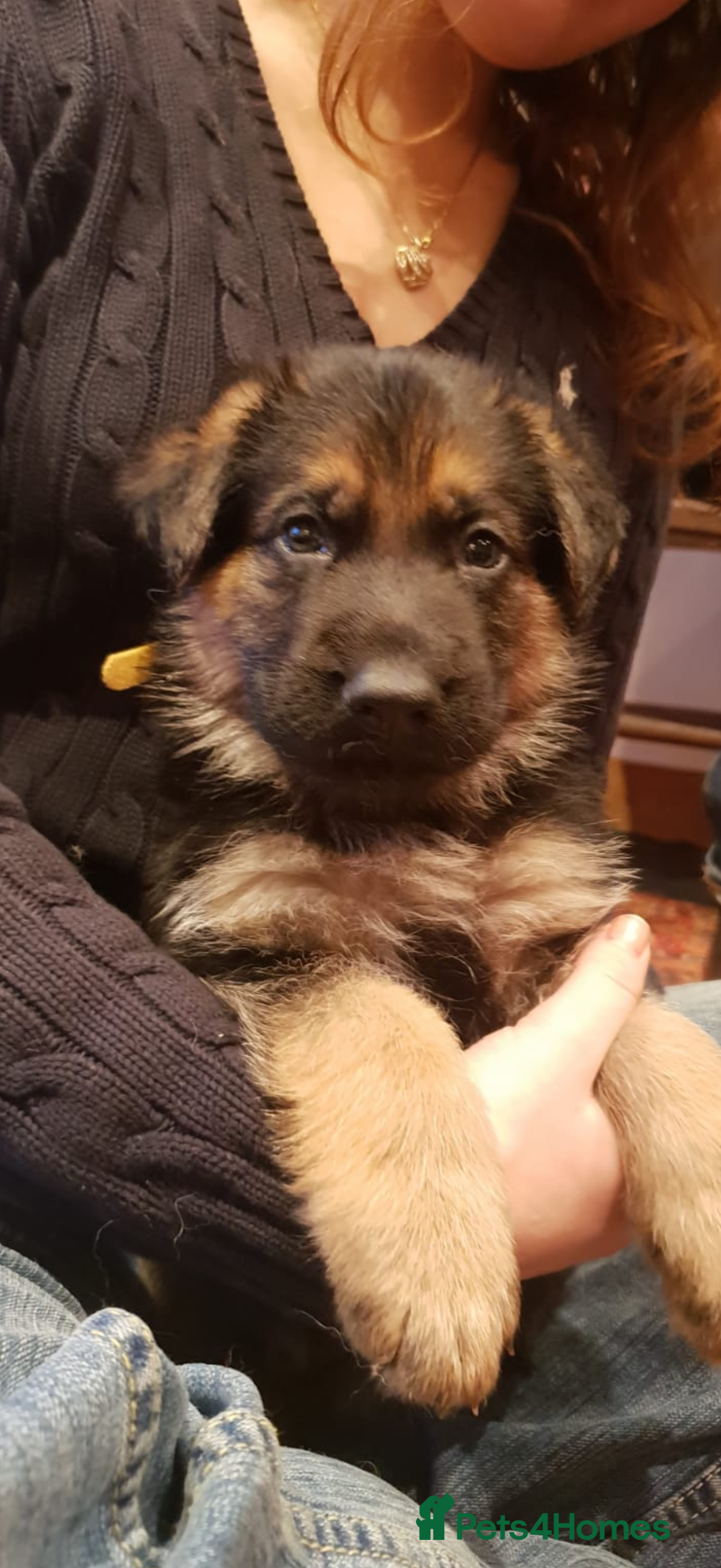 German Shepherd dogs German shepherd puppies - Advert 3