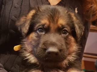 German Shepherd dogs German shepherd puppies - Advert 21