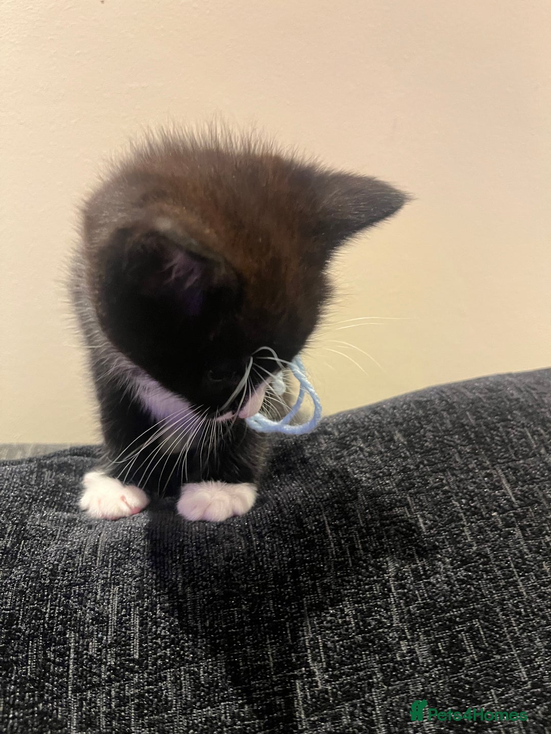 Maine Coon cats for sale: Main coon cross bread  - Advert 13