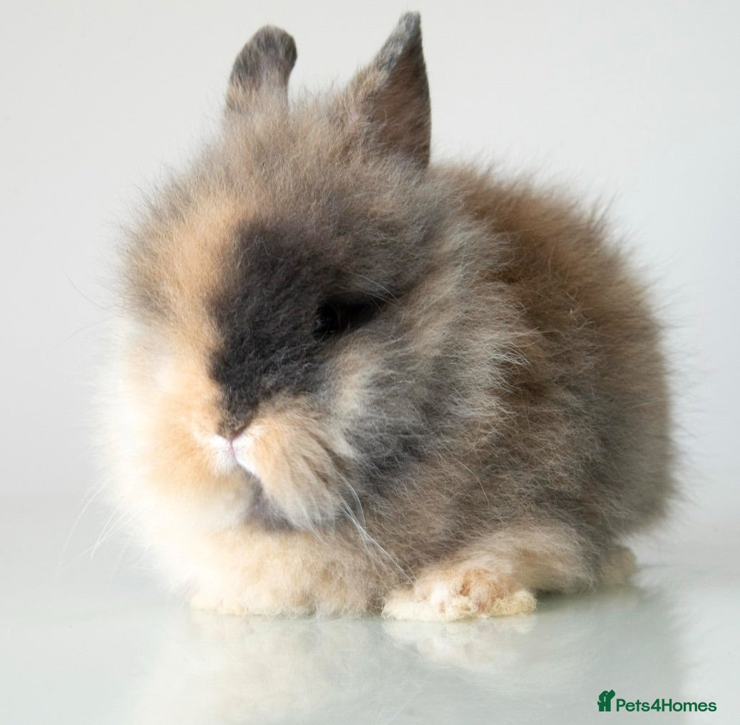 Lionhead rabbits Ready 17/07 Quality Double-maned Lionhead Rabbits - Advert 15