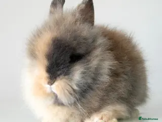 Lionhead rabbits Ready 17/07 Quality Double-maned Lionhead Rabbits - Advert 15