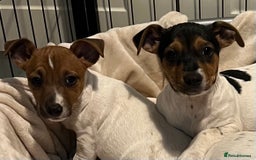 Jack Russell dogs for sale: 3 STUNNING JACK RUSSLE PUPPIES  - Image 3