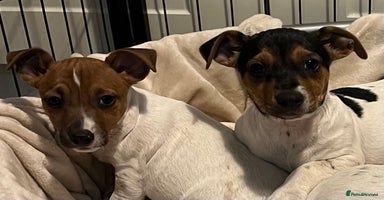 Jack Russell dogs - Advert 15