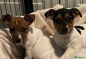 Jack Russell dogs - Advert 7