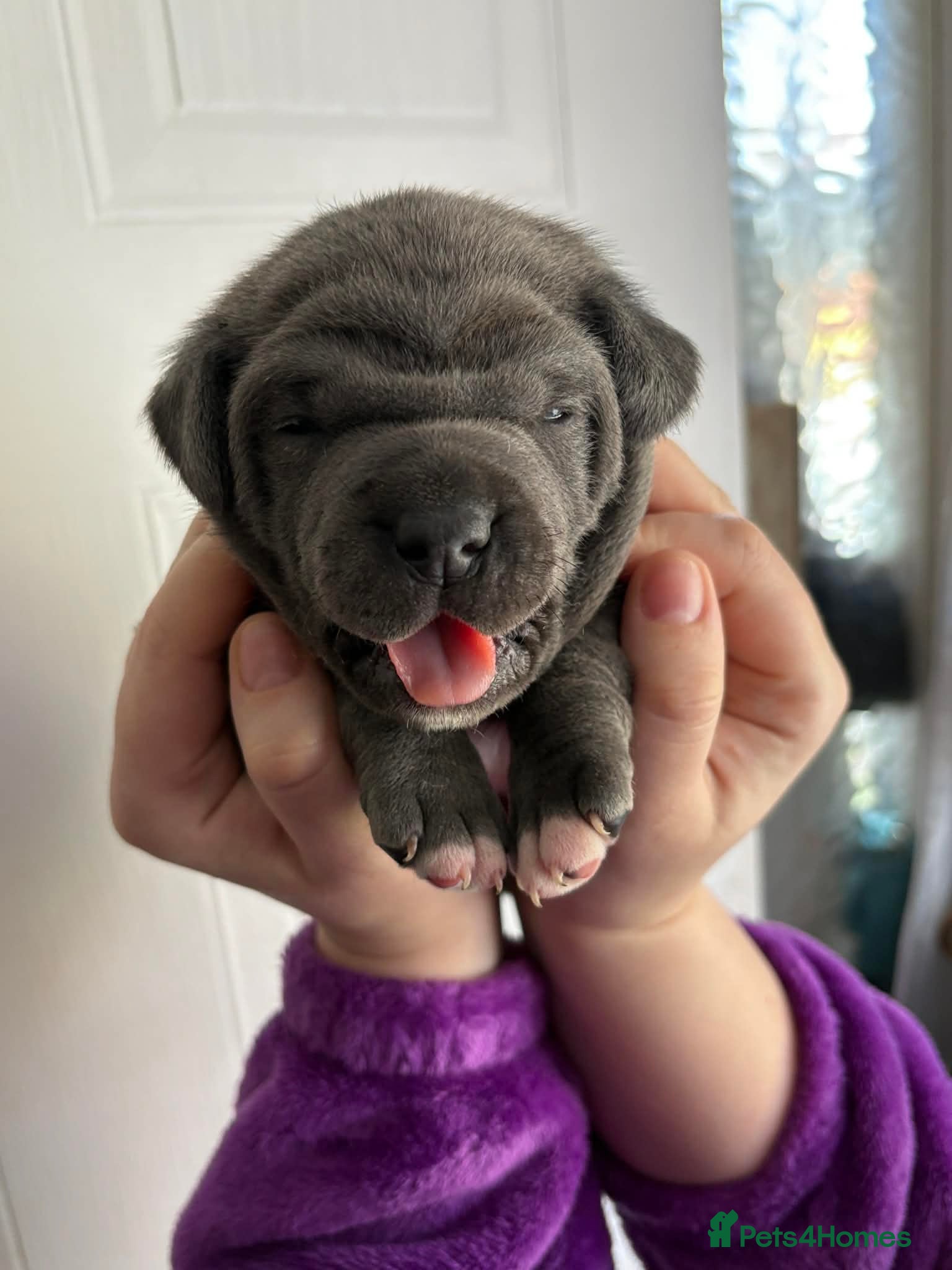 Staffordshire Bull Terrier dogs Staffy pupies reserve now! - Advert 19