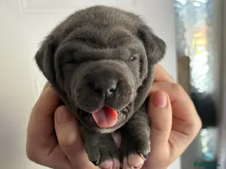 Staffordshire Bull Terrier dogs Staffy pupies reserve now! - Advert 19