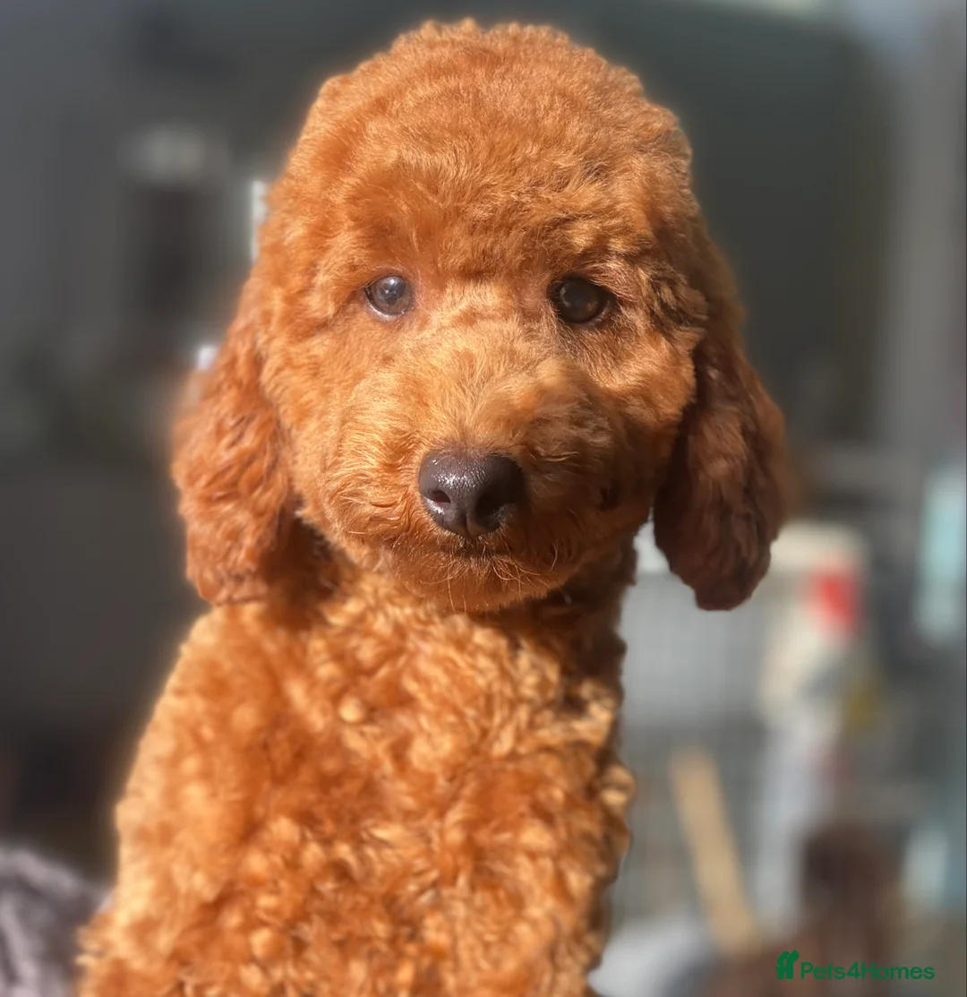 Miniature Poodle dogs for stud: MINIATURE POODLE FOX RED KC HEALTH TESTED in Woodbridge - Advert 4