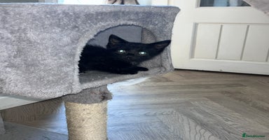 Mixed Breed cats - Advert 12