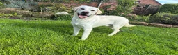 Labrador Retriever dogs for stud: Mossland Missing Link  - Advert 3