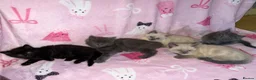 Mixed Breed cats for sale: Ragdoll cross gorgeous kittens  - Advert 1