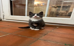 Mixed Breed cats for sale: 5 kittens  - Image 1