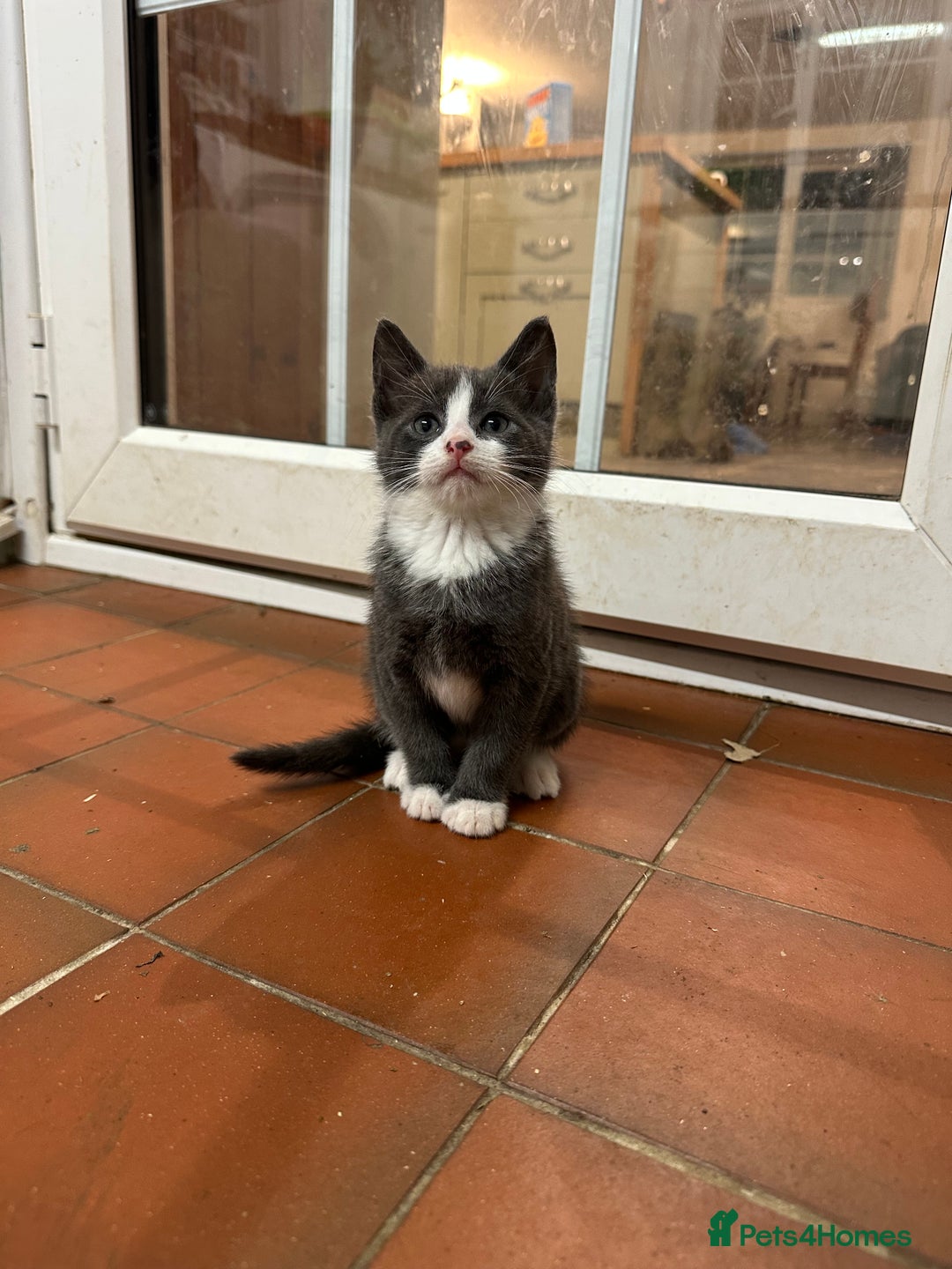 Mixed Breed cats for sale: 5 kittens  - Image 1