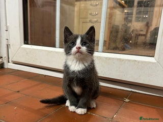 Mixed Breed cats - Advert 8