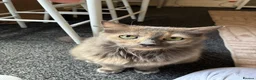 Mixed Breed cats for sale: Gorgeous 11 year-old female cat (Patchy)  - Advert 3