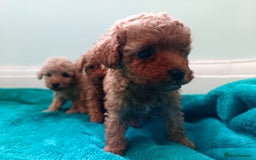 Toy Poodle dogs for sale: toy poodles from k.c.registered DNA tested parents - Image 7