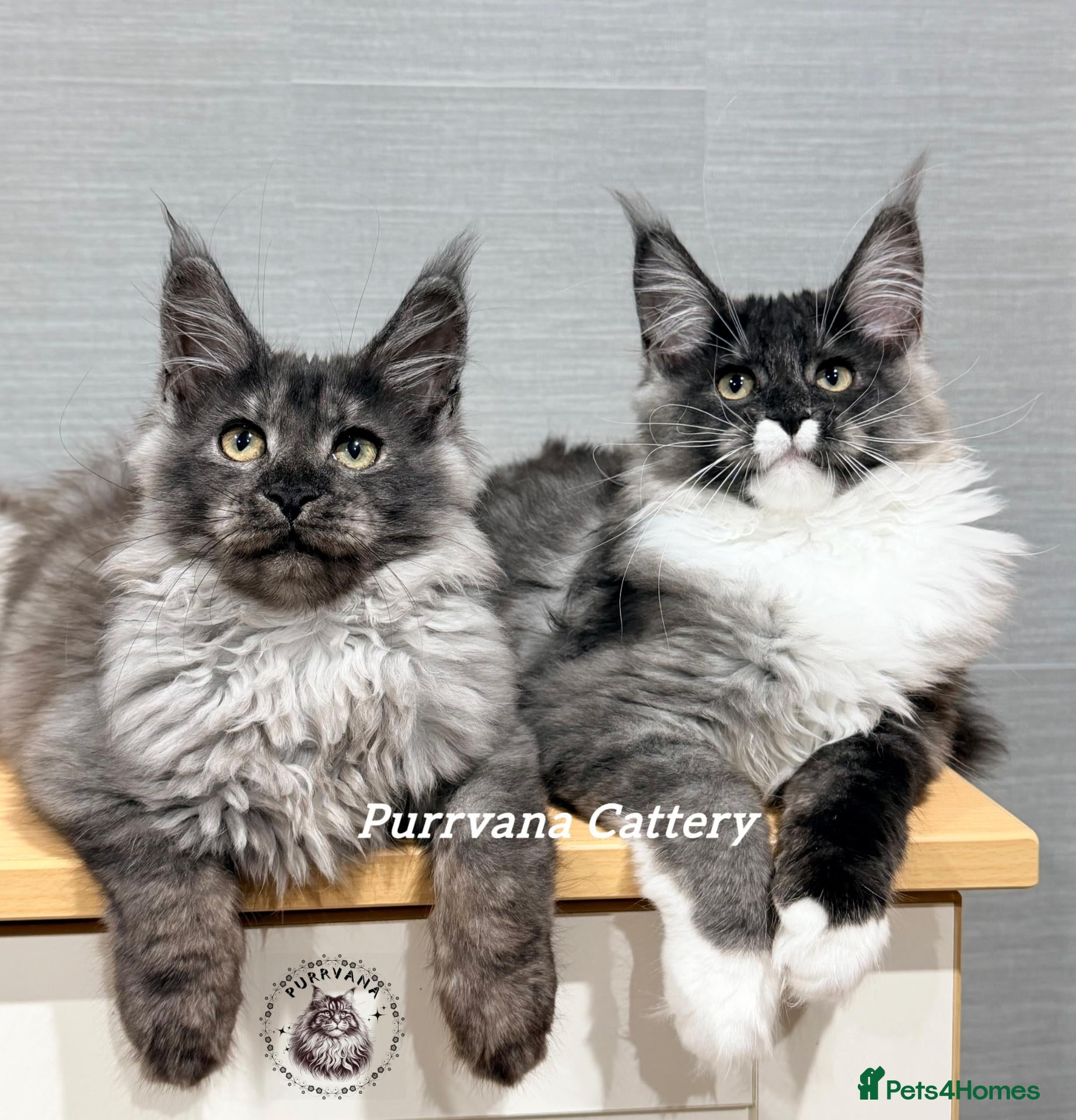 Maine Coon cats TICA registered Maine coon kittens READY NOW - Advert 1