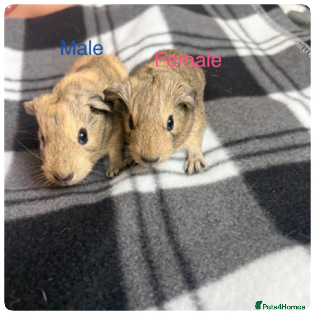Guinea Pig rodents for sale: Baby guinea pigs - Advert 2
