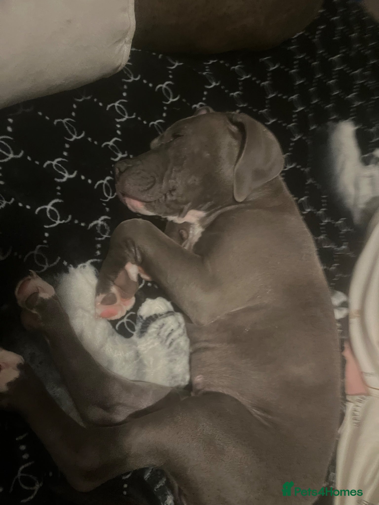 Mixed Breed dogs Staff x cane Corso  - Advert 1