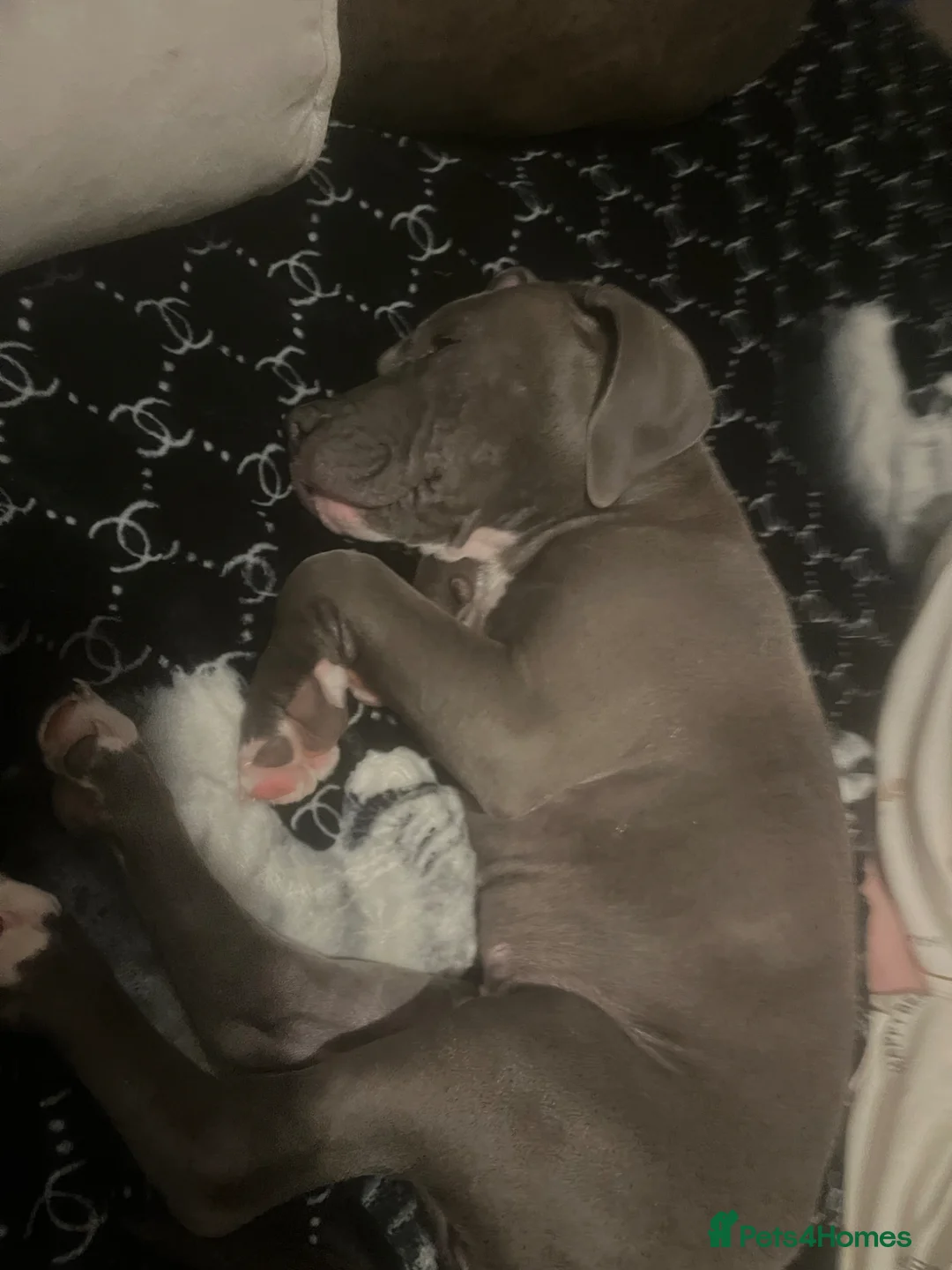 Mixed Breed dogs for sale: Staff x cane Corso  - Advert 1