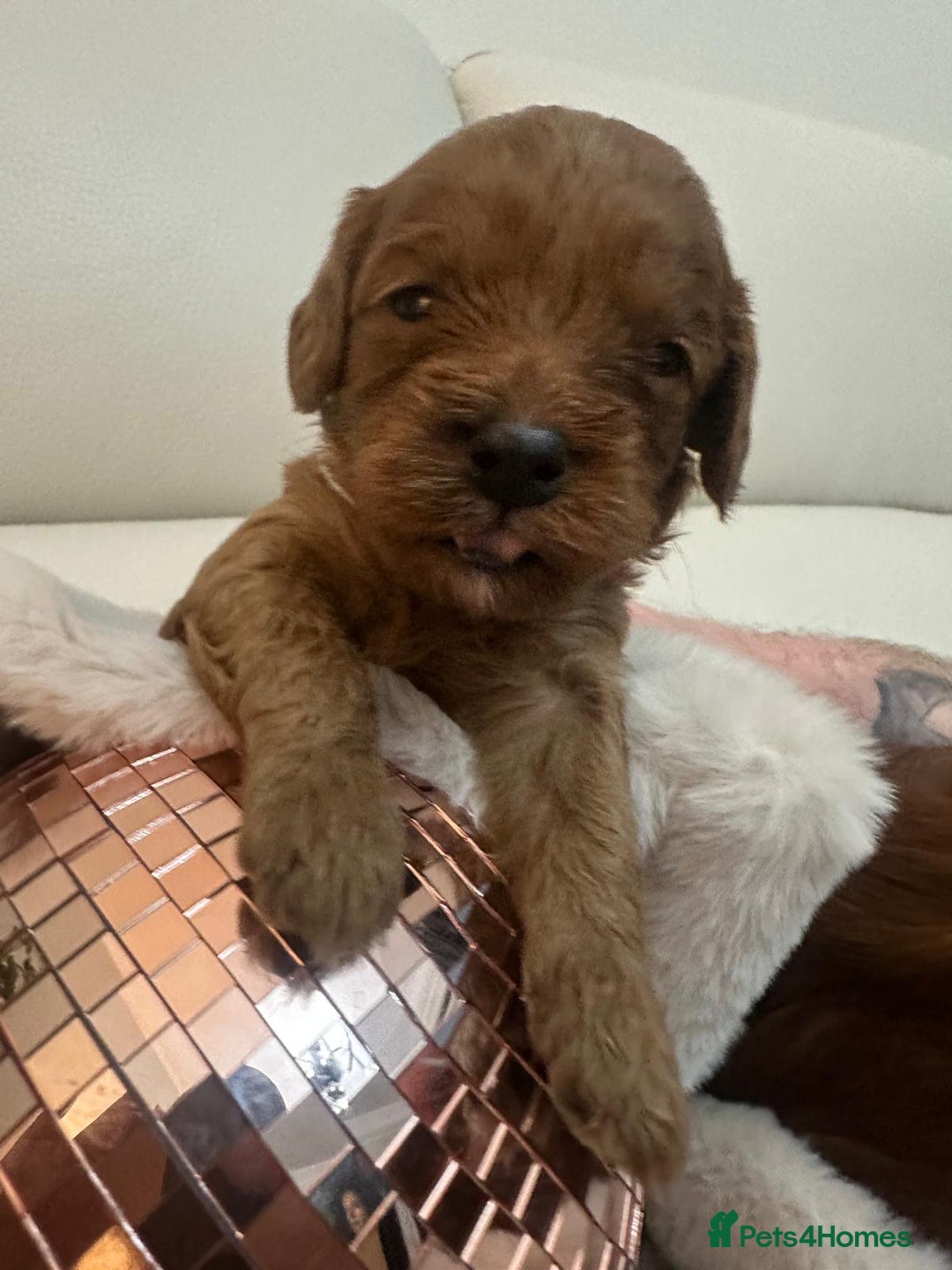 Cavapoo dogs for sale: 🐾 Beautiful F1 Cavapoos – Raised with Love  🐾 - Advert 14