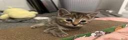 Ragdoll cats for sale: Beautiful Ragdoll Mix Kittens –  Litter Ready Soon in Nottingham - Advert 24