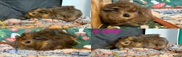 Guinea Pig rodents for sale: Various Guinea Pigs - Ready Now - Advert 18