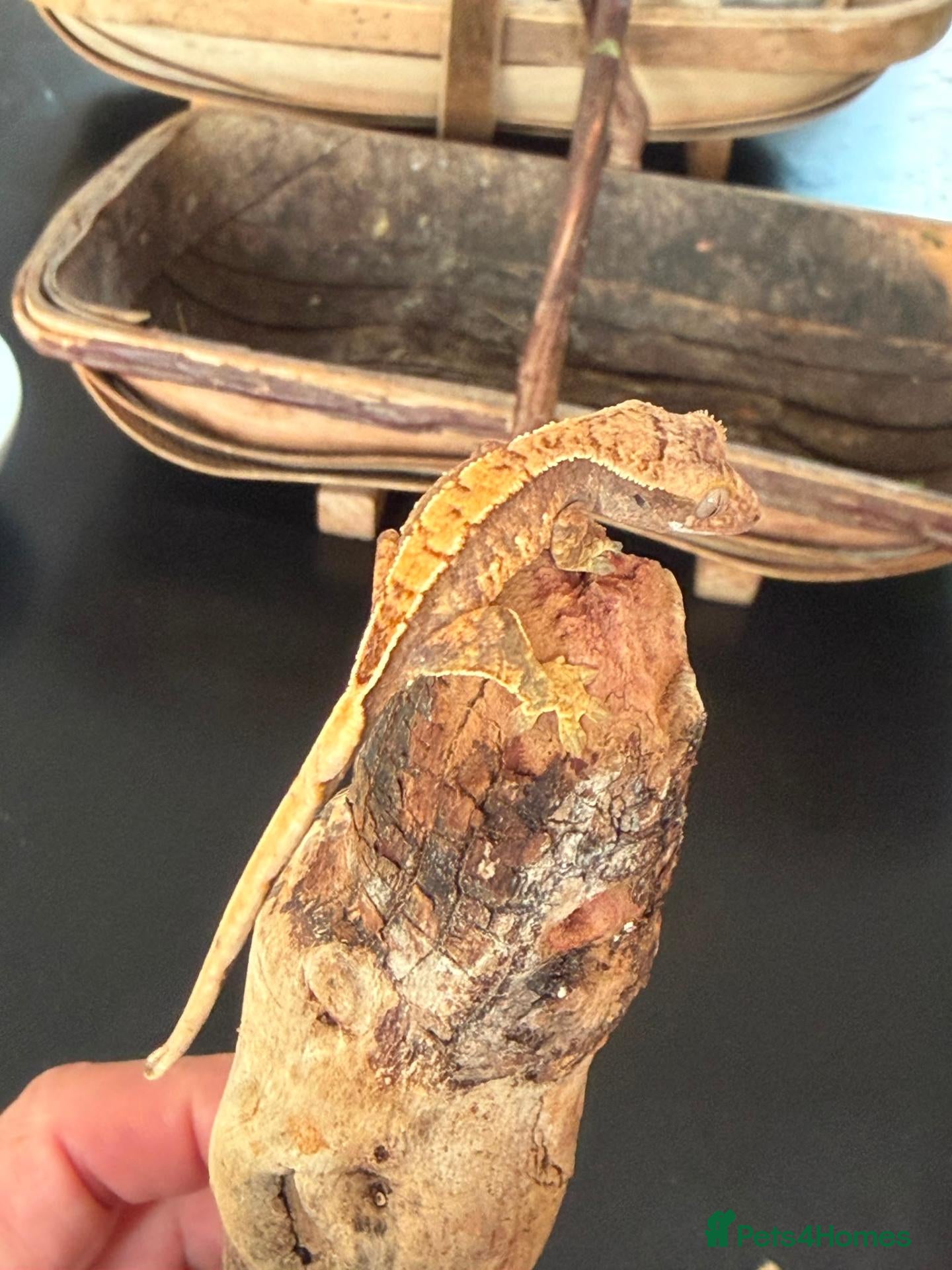 Gecko reptiles Baby crested gecko 1 month old - Advert 22