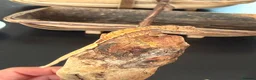Gecko reptiles for sale: Baby crested gecko 1 month old - Advert 1