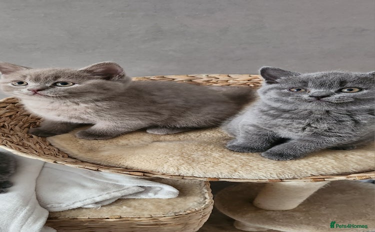 British Shorthair cats - Advert 4