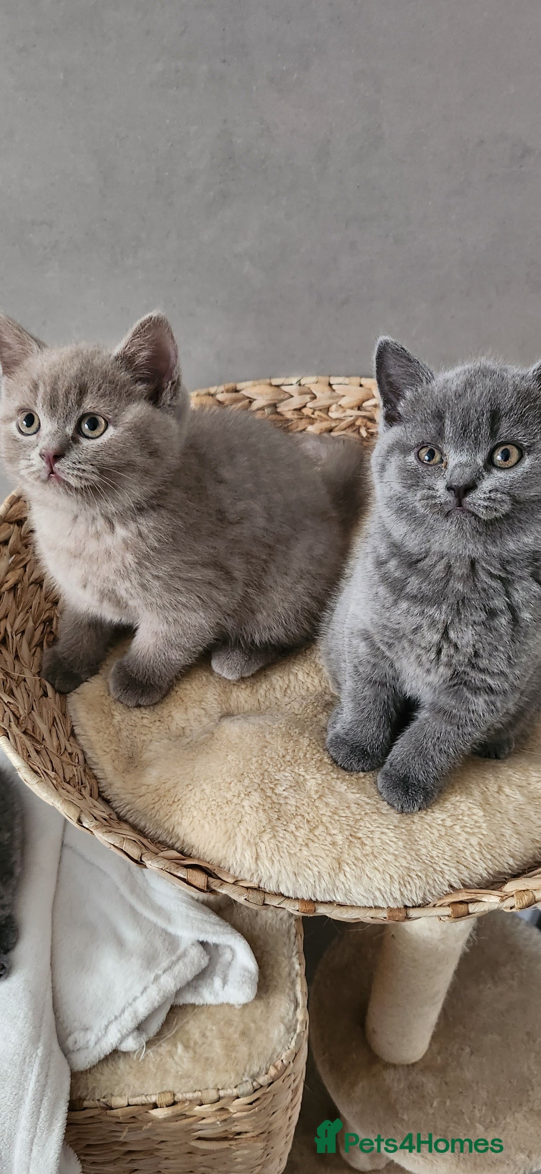 British Shorthair cats for sale: British shorthire  kittens - Image 1