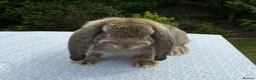 French Lop rabbits for sale: French Lop Babies ready to leave now - Advert 6