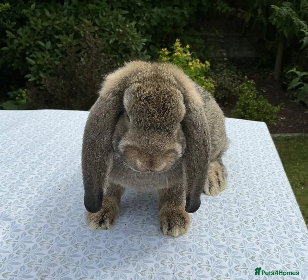 French Lop rabbits for sale: French Lop Babies ready to leave now - Advert 6