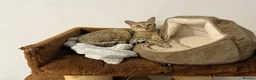 Savannah cats for sale: Special F2 Savannah Girl Seeking Forever Love ❤ - Advert 15