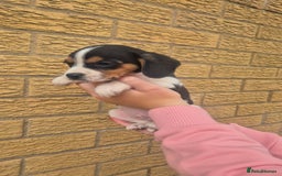 Mixed Breed dogs for sale: Jack russell x cavalier king Charles  - Image 10