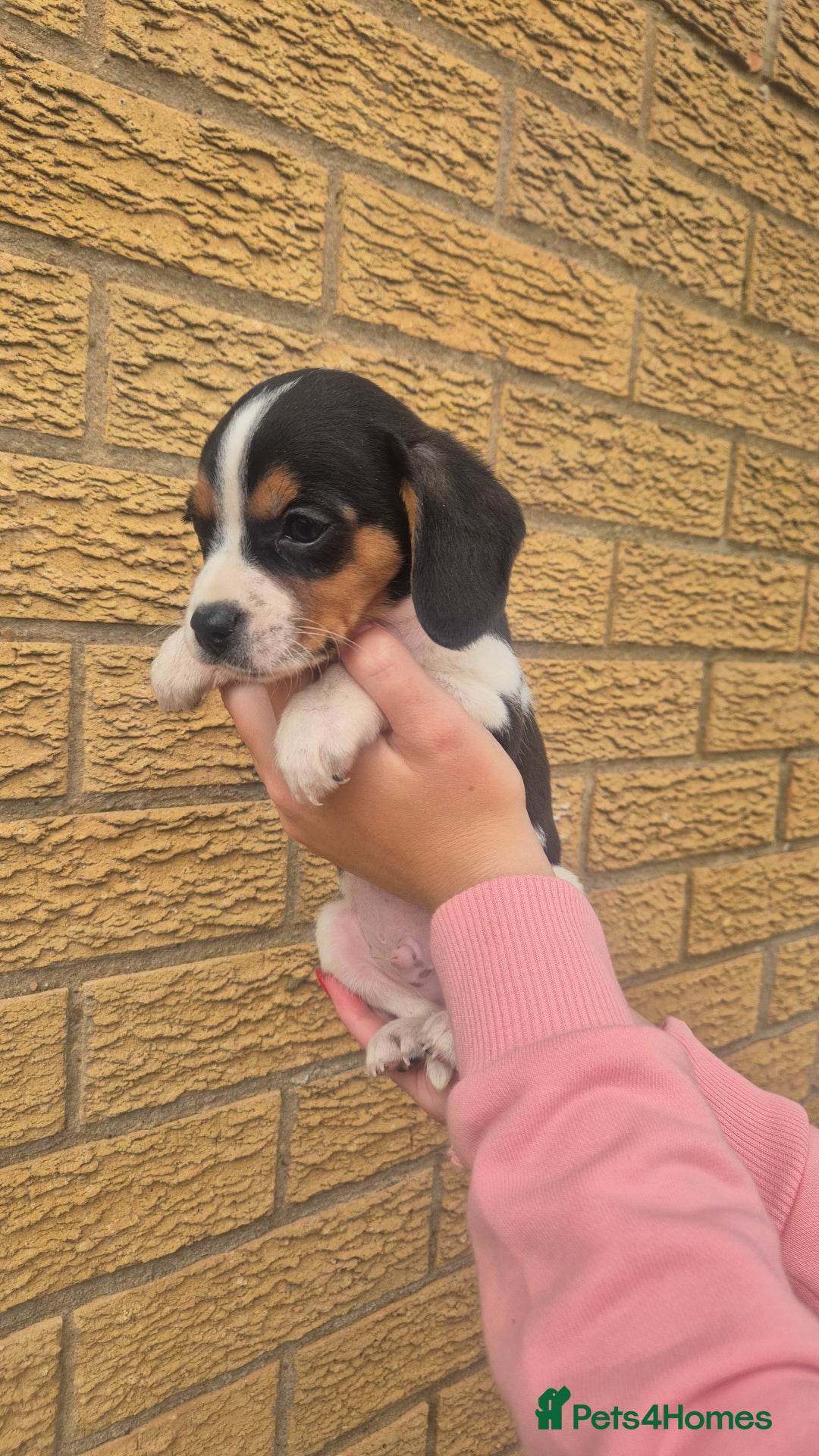 Mixed Breed dogs for sale: Jack russell x cavalier king Charles  - Image 10