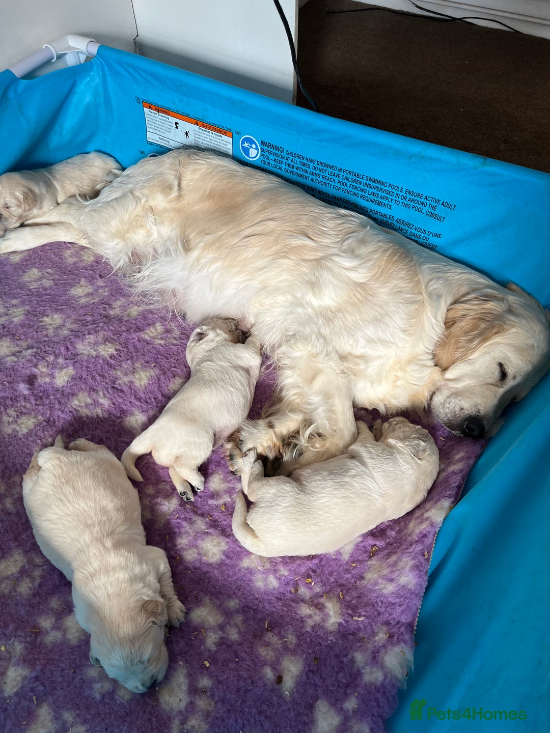 Golden Retriever dogs for sale: KC Registered Golden Retriever Puppies  - Image 4