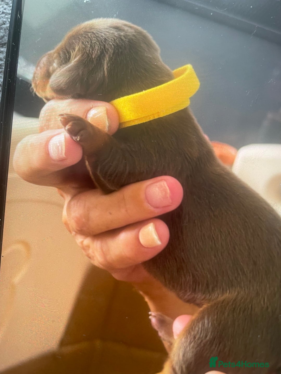 Dachshund dogs for sale: Mini Dachshunds 2 weeks old - Image 7