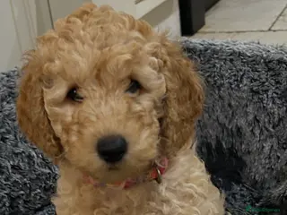 Miniature Poodle dogs KC REG MINIATURE POODLE PUPS - Advert 11